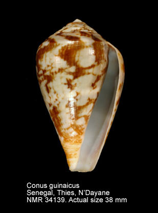 Conus guinaicus (32).jpg - Conus guinaicus Hwass,1792
